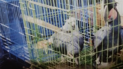 Polisi Mengungkap Penyimpanan Satwa Dilindungi