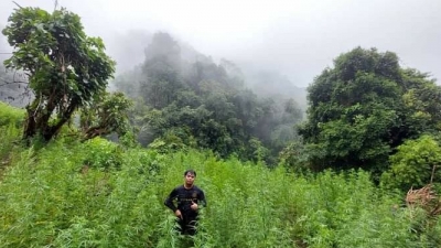 Polda Sumut Komitmen Musnahkan 2 Hektar Ladang Ganja, Dengan 5 Jam Perjalanan Kaki