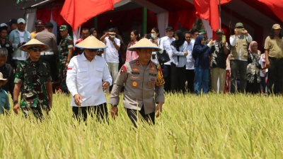 Kegiatan Panen Raya Padi Serentak di Bone Dihadiri Kapolda Sulsel dan Gubernur Sulsel, Dalam Dukungan Ketahanan Pangan Daerah