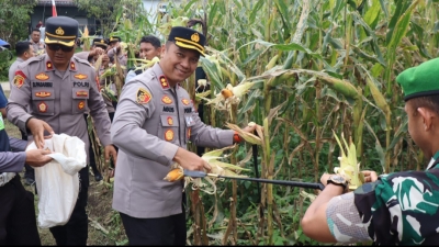Sinergitas TNI-Polri dan Pemerintah Daerah Laksanakan Panen Raya Jagung Kwartal II Th 2026 di Pakpak.Bharat